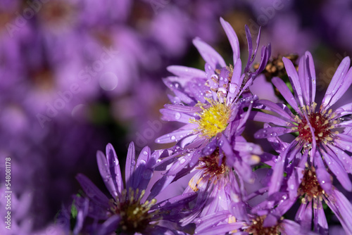 Purple flowering asters are wetted with water drops after the rain.