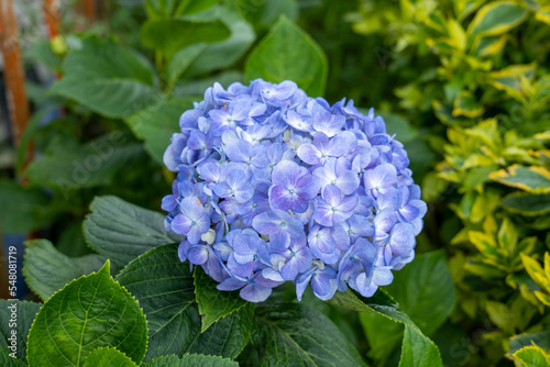 Purple Flowers Known as Hortensia, Penny Mac or Bigleaf, French, Lacecap or Mophead Hydrangea, (Hydrangea macrophylla) in a Garden