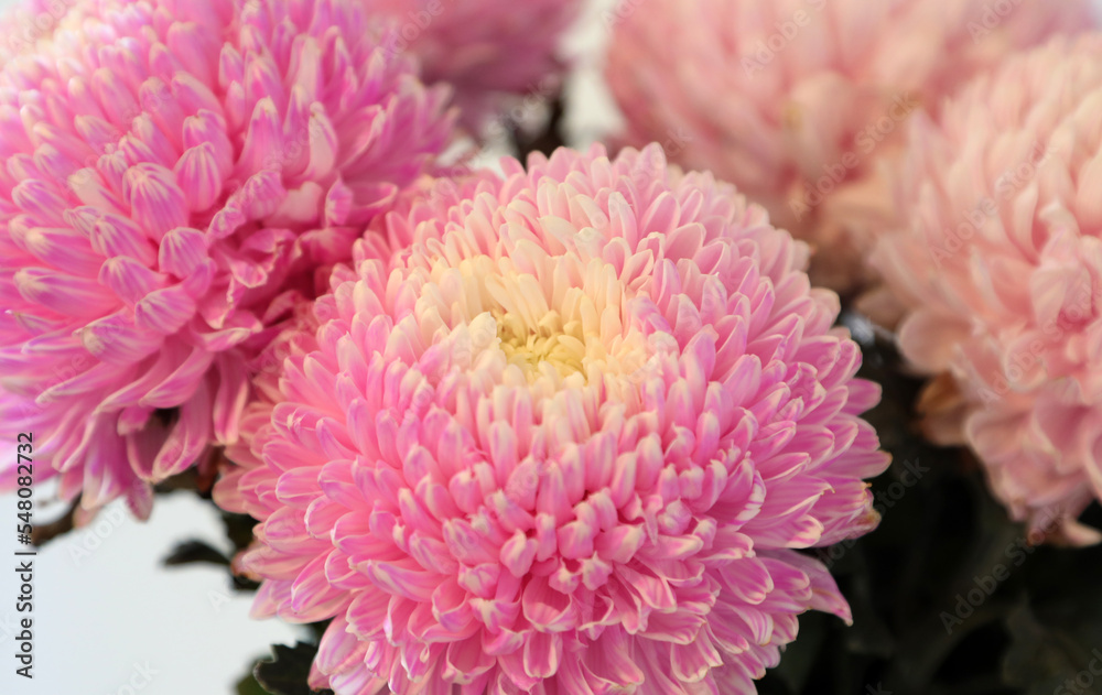Closeup of pink and white Chrysanthemum flowers with shllow depth of focus Closeup of pink and white Chrysanthemum flowers with shllow depth of focus