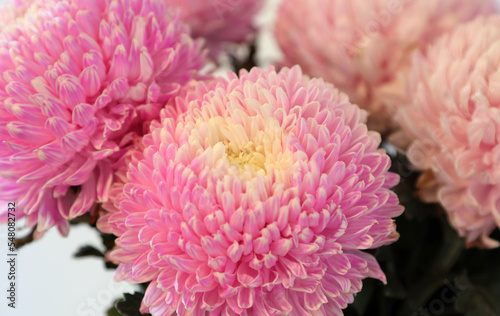 Closeup of pink and white Chrysanthemum flowers with shllow depth of focus © jacquimartin