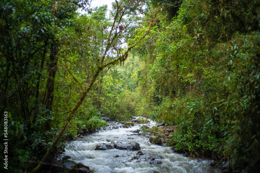 Lots of Vegetation, Plants, Moss on the Rocks at Waterfalls near to the Cocora Valley, in Salento, Quindío, Colombia