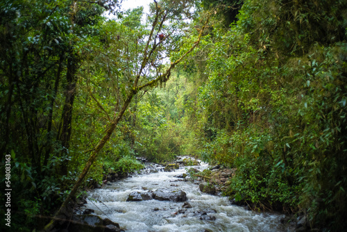 Obraz na płótnie Lots of Vegetation, Plants, Moss on the Rocks at Waterfalls near to the Cocora Valley, in Salento, Quindío, Colombia w salonie