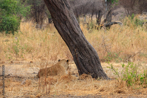 Photos Adult lioness (Panthera leo) resting under a tree in Tarangire national park, Ta