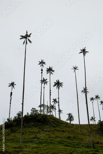 The World's Tallest Wax Palms (Ceroxylon quindiuense) Recognized by UNESCO as Cultural Heritage Found in the Cocora Valley, Salento, Quindío, Colombia