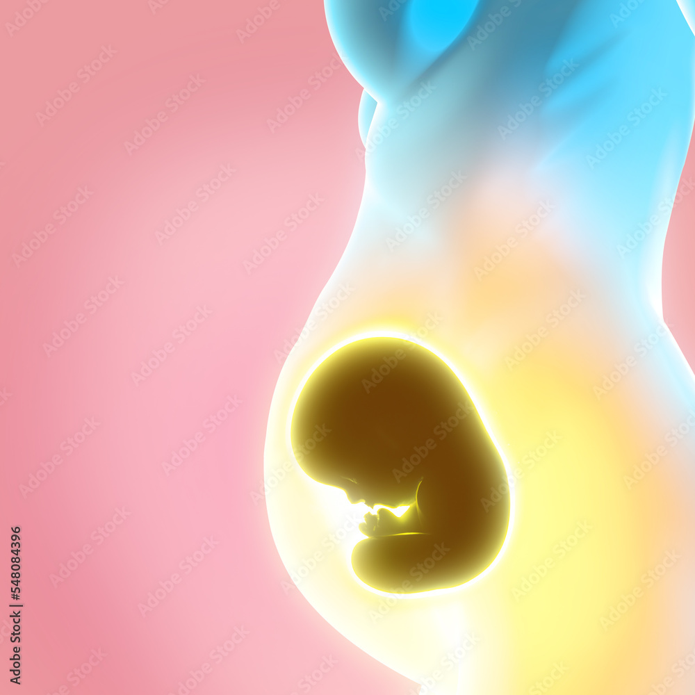 growth-of-the-fetus-umbilical-cord-nourishment-and-energy-for-the