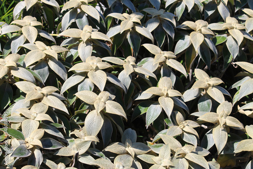 A Pewter Bush plant growing in a garden also known as Strobilanthes lanatus photo