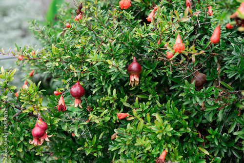 red pomegranate grows in the garden, closeup, background
