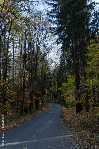 asphalt road between pine forest with tall trees in autumn sunlight