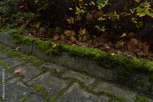 a view of the curb and cobblestone covered with moss in autumn