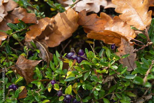 Lonicera nitida berries are evergreen on a bush with dry fallen yellow oak leaves in autumn