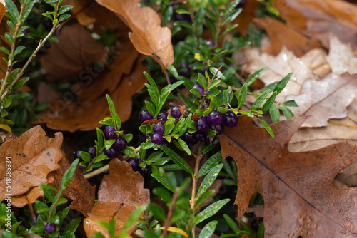 Lonicera nitida berries are evergreen on a bush with dry fallen yellow oak leaves in autumn photo