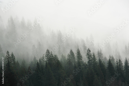Fototapeta Naklejka Na Ścianę i Meble -  misty morning in the mountain  forest