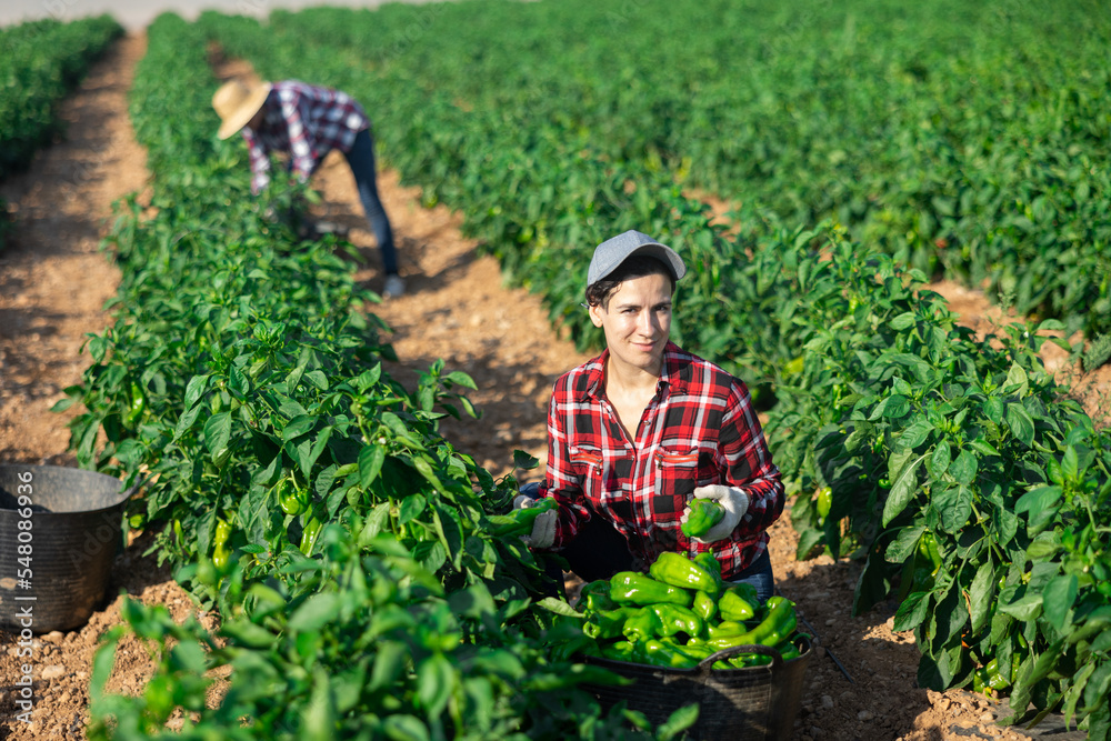 Positive latin woman harvesting green pepper on vegetable field.