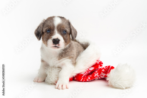 Fototapeta Naklejka Na Ścianę i Meble -  cute funny little happy cardigan welsh corgi puppy sitting inside santa hat on white background and looking at camera. christmas card. new year and christmas pets concept. banner