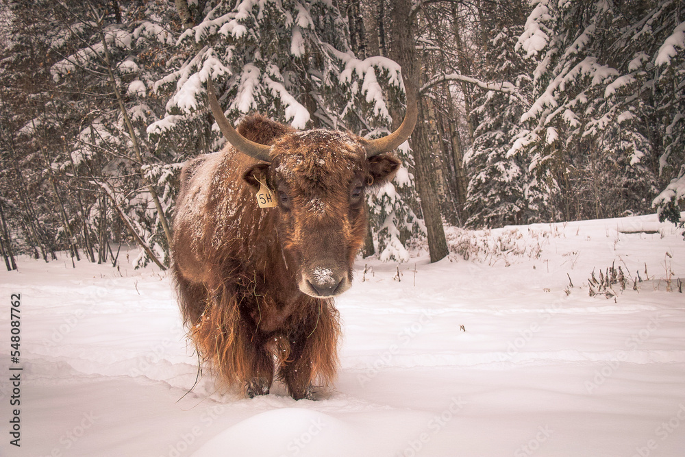Golden Tibetan Yak on a snowy cold winter day Golden Tibetan Yak on a snowy cold winter day