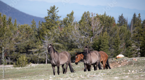 Band of three wild horses in the central Rocky Mountains in the western United States