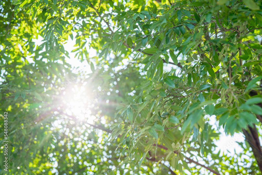 Blur green bokeh with light flare outdoor natural garden, Green natural garden Blur background. Blur green bokeh with light flare outdoor natural garden, Green natural garden Blur background.