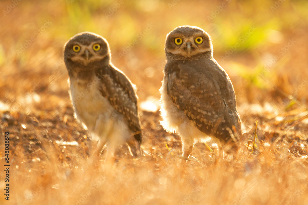 Burrowing owl family on the nature Burrowing owl family on the nature