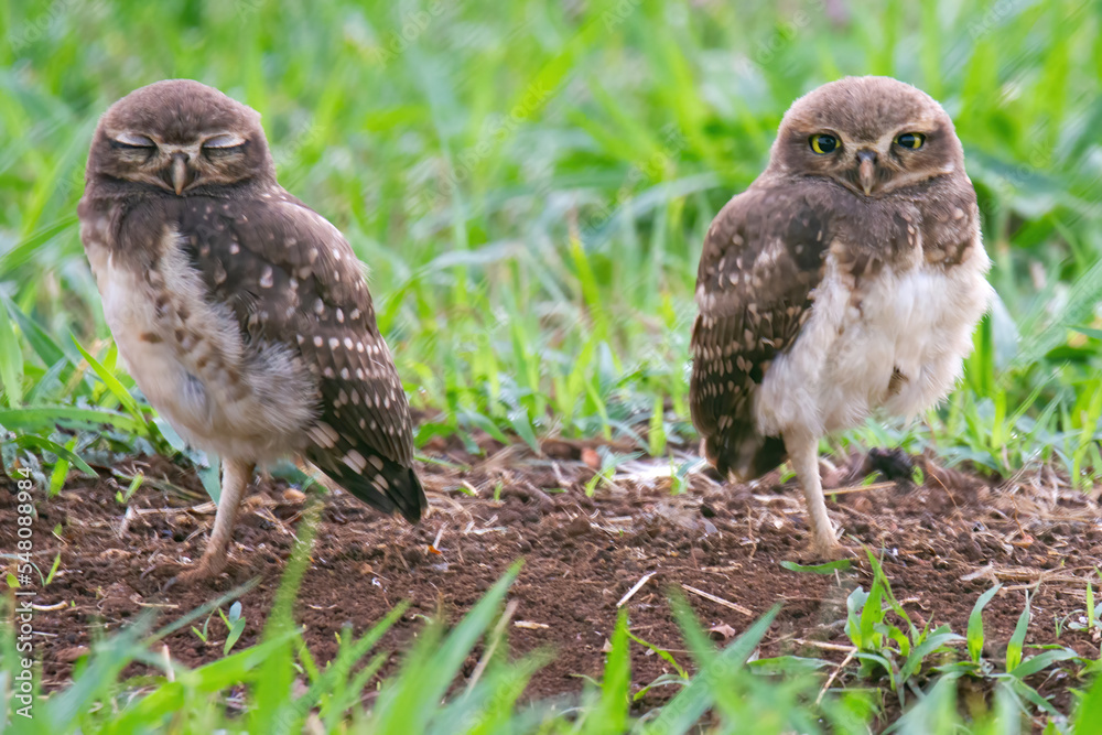 Fototapeta premium Burrowing owl family on the nature