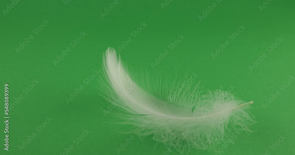 White swan feathers fall on a green background. Slow motion. White swan feathers fall on a green background. Slow motion.