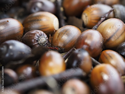 Tokyo,Japan - November 20, 2022: Acorns of White oak or Chinese evergreen oak or Quercus myrsinifolia or Cyclobalanopsis myrsinifolia
 photo