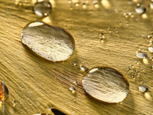 Tokyo,Japan - November 21, 2022: Closeup of raindrops on yellow gingko leaf 