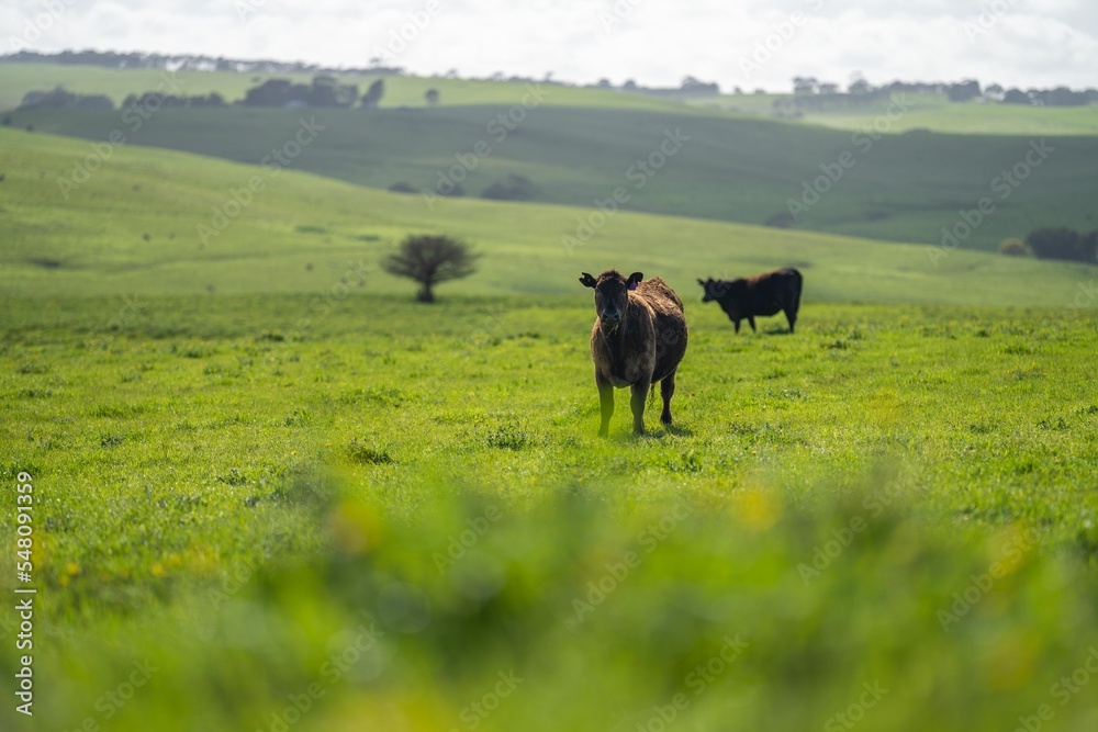 livestock on an agricultural farm on a ranch on pasture and grass livestock on an agricultural farm on a ranch on pasture and grass