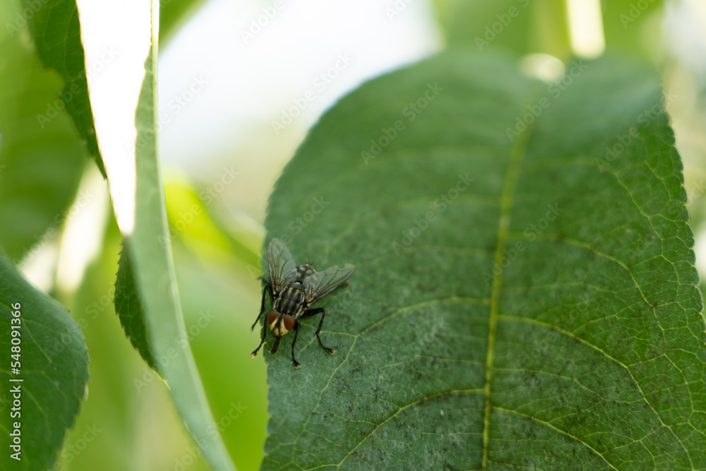 fly on leaf fly on leaf
