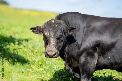 cows and cattle stud organic and regenerative agriculture