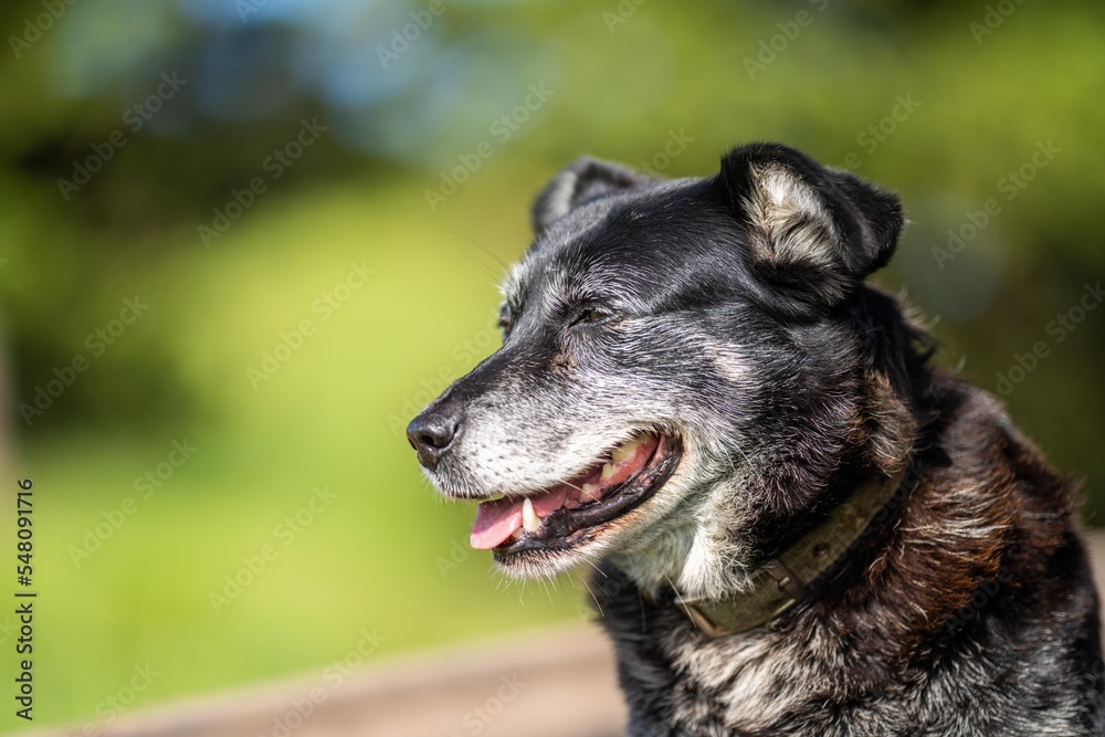 Beautiful Dogs on a farm Beautiful Dogs on a farm