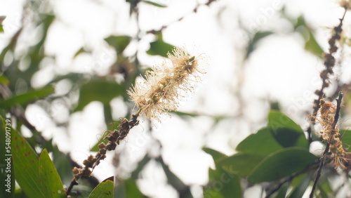 White flower pollen that raises a beautiful bouquet of Melaleuca quinquenervia flower. Blurred background of green leaves and branches under bright sky. photo