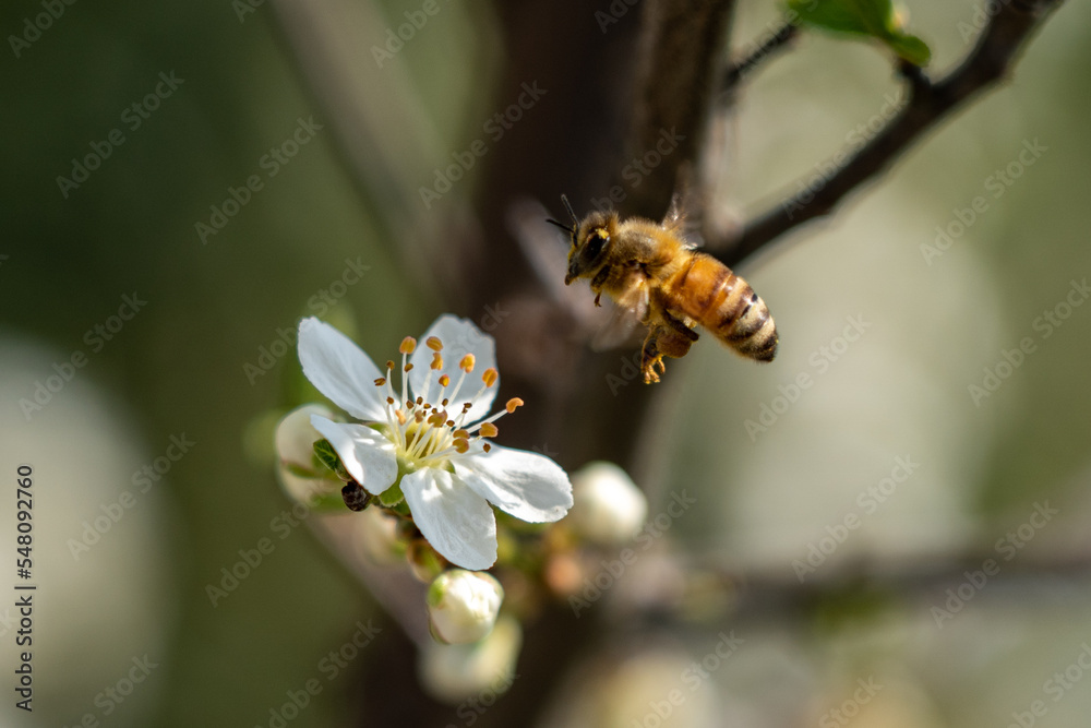 bee on a flower bee on a flower
