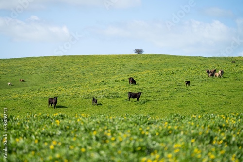 pasture and cows and livestock on a farm in America © Phoebe