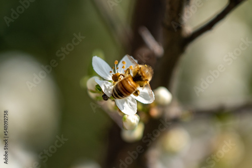 bee on a flower © Luca