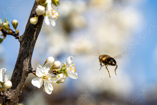 bee on a flower © Luca