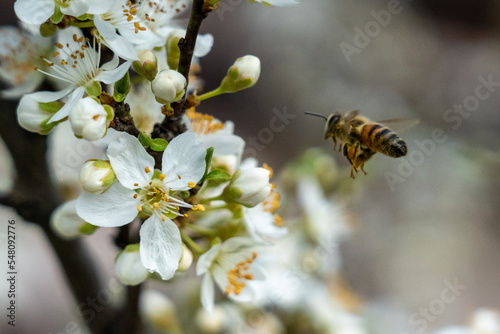 bee on a flower