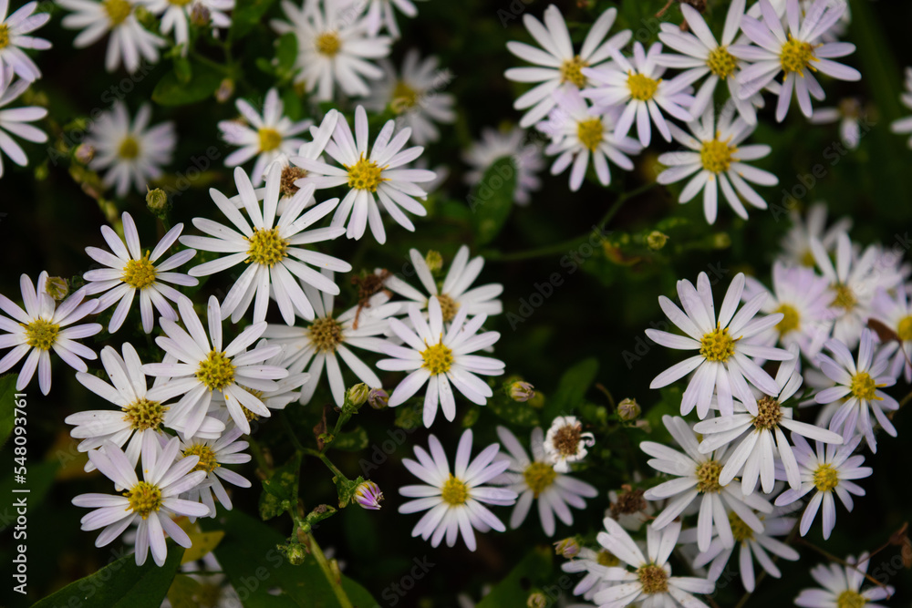 pale purple flowers of aster microcephalus var. ovatus 7