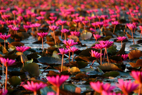 beautiful lotus flower in pond