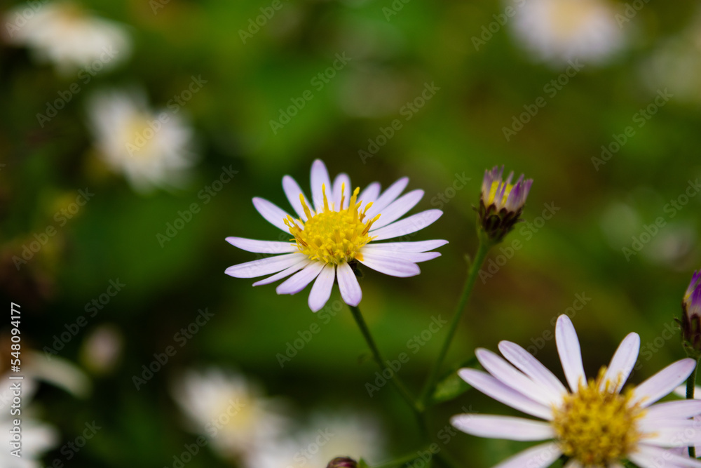 pale purple flowers of aster microcephalus var. ovatus 9 pale purple flowers of aster microcephalus var. ovatus 9