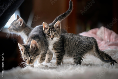 Trzy kociaki w domu na kanapie