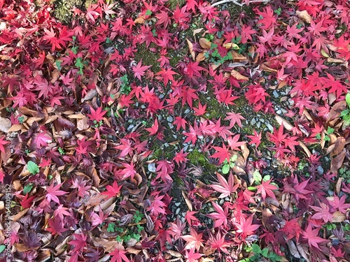 落ち葉
