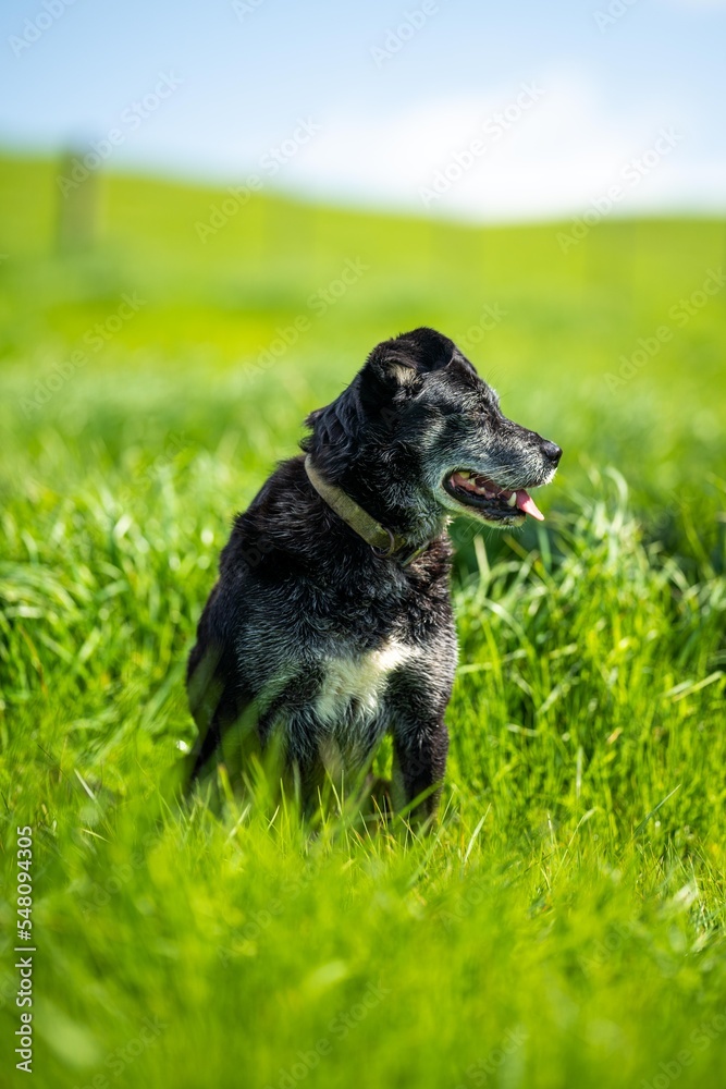 kelpie on a farm in outback australia. Working cattle dog in a field in queensland america