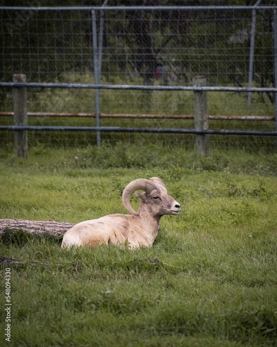 Bighorn sheep in zoo