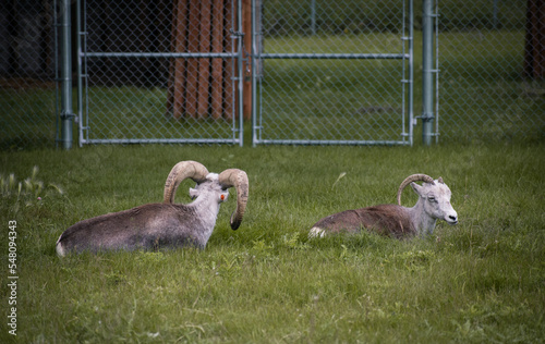 Bighorn Sheep