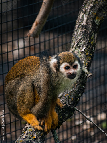 Squirrel Monkey