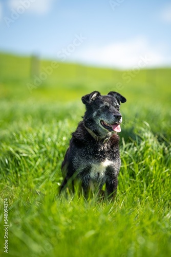 Photography sheep kelpie dogs on a ranch and farm in australia