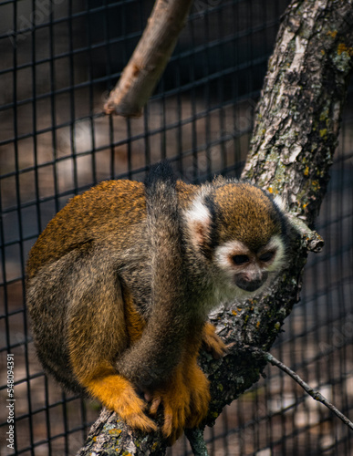 Squirrel Monkey in Zoo © JASHANPREET