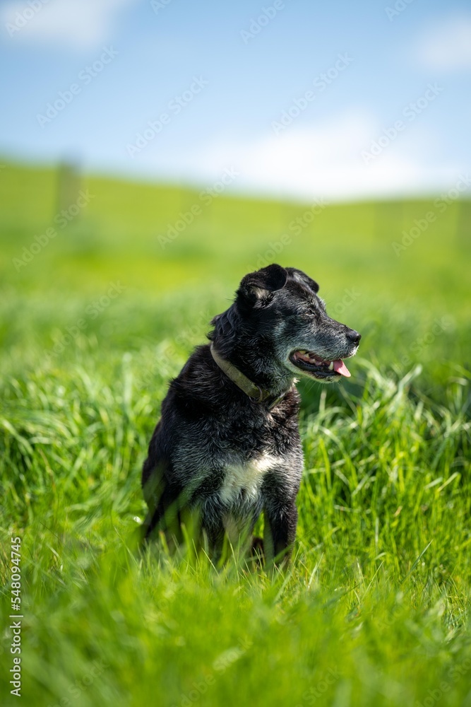 sheep kelpie dogs on a ranch and farm in australia sheep kelpie dogs on a ranch and farm in australia