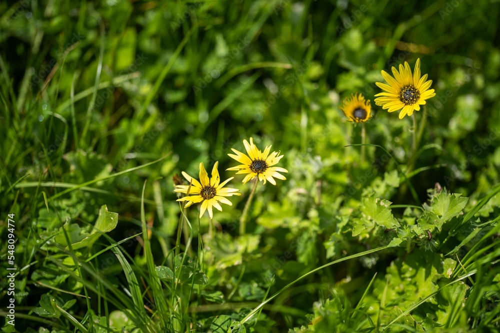 green pasture and capeweed grasses on a regnerative organic farm