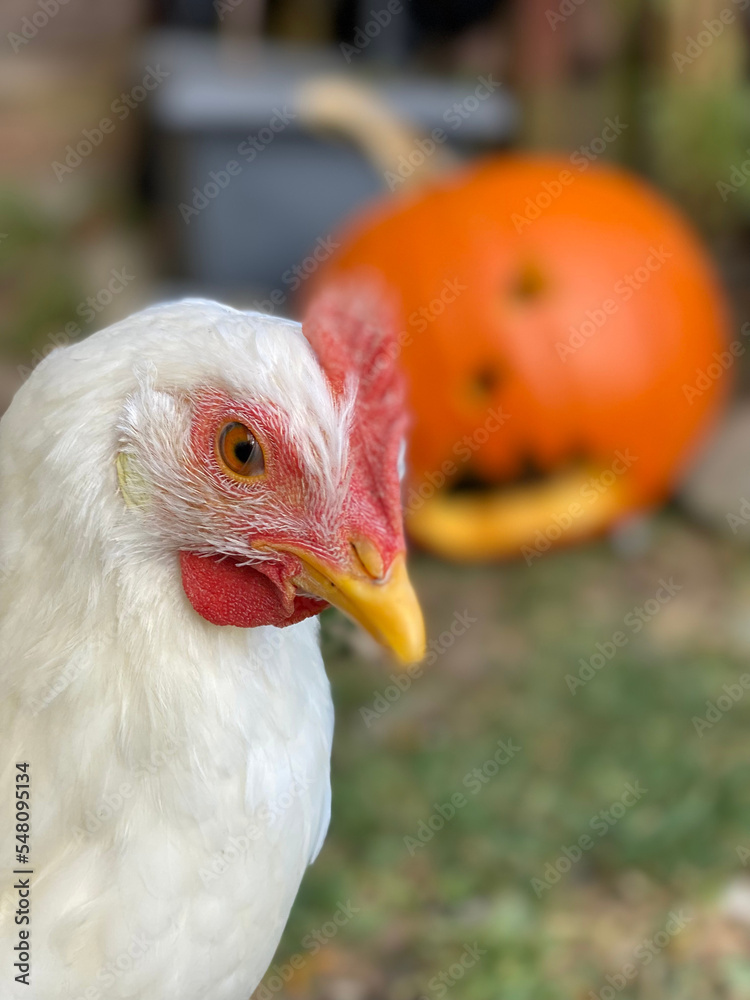Chicken With Halloween Pumpkin